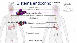 Introducción al sistema endocrino  Khan Academy en Español [upl. by Madancy]