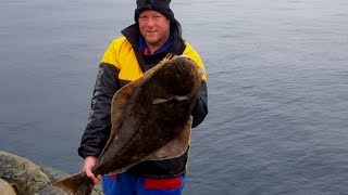 Shore fishing at saltstraumen Brygge with shad caught halibuts part 2 [upl. by Teloiv]