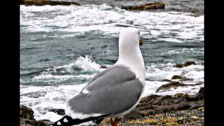 Vuelo Blanco de Gaviota  Ana Belén [upl. by Ydarb307]