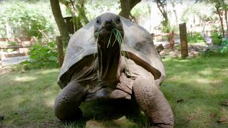 Aldabra Giant Tortoise  Paws for a Minute [upl. by Chaddie808]