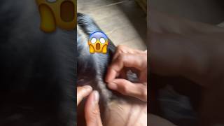 lice removal HairCareLiceRemovalHairCareTipsManualLiceRemovalAtHomeLiceTreatmentHealthCare [upl. by Mata596]