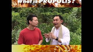 Benefits of Propolis [upl. by Danforth]