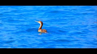 Cormorants by Theo [upl. by Riatsala]