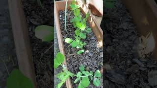 Sugar snap peas during winter garden shorts peas homestead growth [upl. by Trepur]