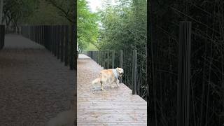 대형견 산책 Vlog  대형견 일상 골든리트리버 천사견 Big Dog Walk  Walk Vlog  Golden Retriever  일상 브이로그  강아지교육 [upl. by Otrebtuc]