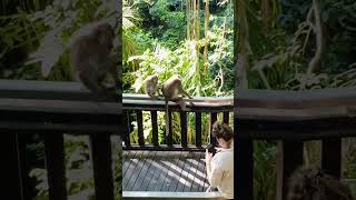 OMG  picking Leech Monkey forest  Ubud  Bali  Indonesia Jalan Monkey ForestPadangtegal [upl. by Mazur643]