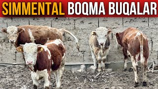 Shoshiling 4 bosh BOQMA SIMMENTAL BUQALAR SOTILADI simmental buqalar [upl. by Ano]