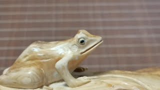 崖柏木雕青蛙荷叶Cliff cypress wood carving frog lotus leaf [upl. by Ennayk]