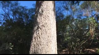 Eucalyptus paniculata Grey ironbark [upl. by Therron959]