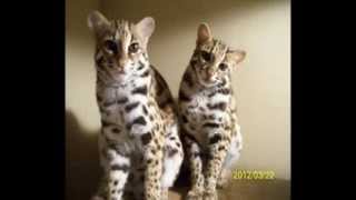 Raising Asian Leopard Cats ALCs [upl. by Lenci549]