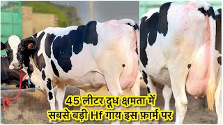 यहाँ मिलेगी राजस्थान की 45 लीटर दूध क्षमता की टॉप ब्रीड गाय  Top Hf and cross breed cows for sale [upl. by Byler449]