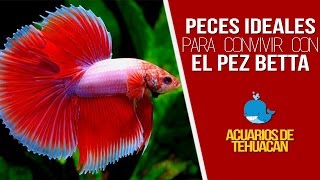 PECES COMPATIBLES CON EL PEZ BETTA [upl. by Htebirol]