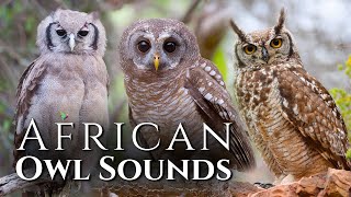 The Best Sounds of African Owls🦉 10 types of African Owls and Their Sounds🎶 [upl. by Amil]