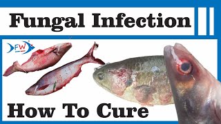 Fungal Infection Cure Karne Ka Sabse Acha Tareeka Biofloc And Ponds [upl. by Cicily634]