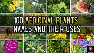 100 Medicinal Plants Names And Their Uses  Blissed Zone [upl. by Ecnerrot]