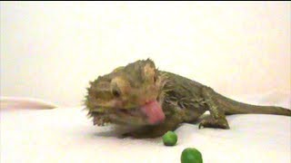 bearded dragon eating his peas [upl. by Alby]