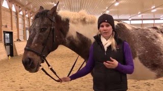 Riding with Bitless Bridles [upl. by Jadda]