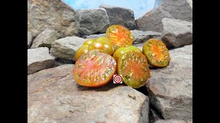 Thornburns Terra Cotta Tomato Seeds For Sale At Bounty Hunter Seeds [upl. by Aliekahs]