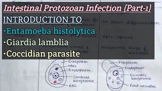 Intestinal Protozoan Infection Part1  Introduction to E histolytica Glamblia Coccidian [upl. by Milzie]