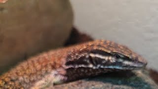 Cleaning and restyling reptile enclosure [upl. by Deehahs]