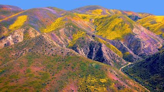 Wildflowers Super Bloom 2023 in Carrizo Plain National Monument  4K Drone Video [upl. by Per981]