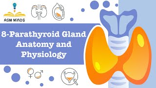 parathyroid gland Anatomy and physiology by ASM Minds [upl. by Nahshunn]