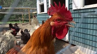 Roosters CROWING LOUDLY A Great Morning Alarm Wake Up Call [upl. by Willis]