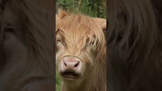 Close encounters with highland cows scottishhighlands [upl. by Hafinah50]