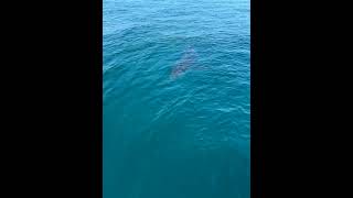 Great white shark encounter off of Anna Maria island gulfcoast greatwhite shark seamonster [upl. by Nodmac777]