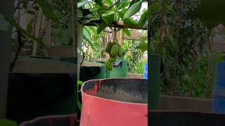 Mango in rooftoop garden garden shorts nature [upl. by Araihc]