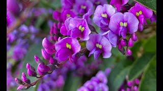 False Sarsaparilla – Hardenbergia Violacea [upl. by Enalda174]