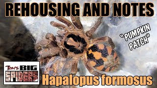 Hapalopus formosus quotPumpkin Patchquot Rehousing and Notes [upl. by Elnukeda]