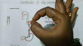 Coordination in life processes Peristaltic movement of bolus in oesophagus class10biology AP TS [upl. by Orme]