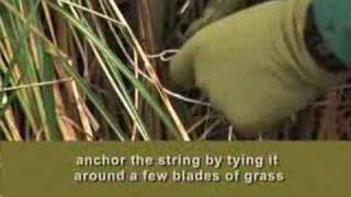 Tying Up Your Ornamental Grasses [upl. by Anselmi700]