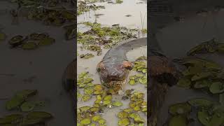 🐍Encuentros con ANACONDAS GIGANTES en el AMAZONAS🐍 shortsvideo amazonas anacondas [upl. by Lepley]