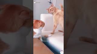 Cat fighting 😂😂😂funnyanimal cat [upl. by Larimor77]