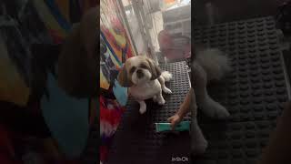 Tosa baixa para shih Tzu [upl. by Sleinad281]