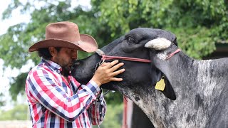 GIROLANDO Ganadería SANTA FÉ Cintalapa Chiapas MX [upl. by Vershen139]