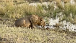 Chobe Game Lodge [upl. by Kandy260]