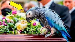 Parrot Cries Every Day After Owner Dies – Vet Reads His Ring and Says “Oh My God” [upl. by Mettah]