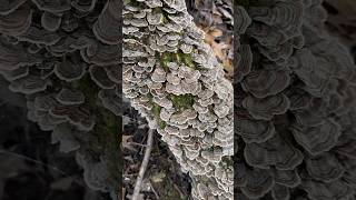 Turkey Tail MushroomTrametes Versicolormushroom [upl. by Rodolfo]