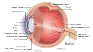 Quick Eye Model review  2nd Year MBBS OSPE [upl. by Noyart]