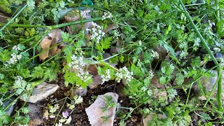 Chervil Possibly The Toughest Annual Herb I Have Grown [upl. by Fia806]