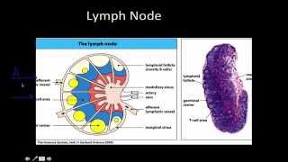 Immunology Primary and Secondary lymphoid Tissue [upl. by Nassah272]