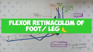 Flexor Retinaculum of Foot  Leg 🦶🦶👣 [upl. by Irrehs]