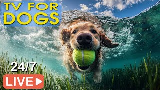 🔴LIVE Dog Music🐶Dog Calming Music🎵Separation Anxiety Relief🎵Relaxing Music for Dog Sleep💖 [upl. by Oicaro132]