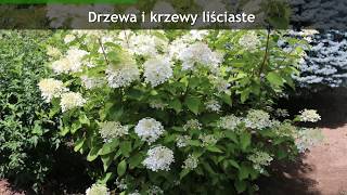 Hurtowa i detaliczna sprzedaż roślin Dobrzyń Szkółka roślin ozdobnych Misz [upl. by Lauree]