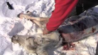 Inuit Survival  How to Prepare Caribou Quickly [upl. by Straub]