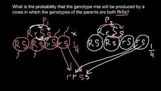 How to solve dihybrid cross genetics problems [upl. by Nylodnarb]