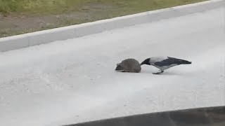 Crow Helps Hedgehog Cross The Street [upl. by Brunk92]